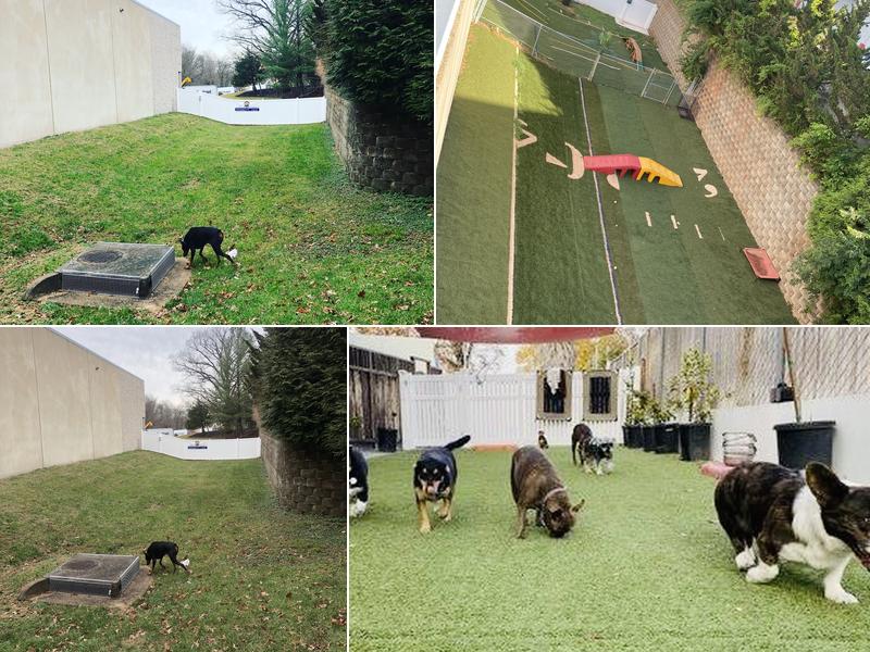 Camp David Dog Resort & Daycare