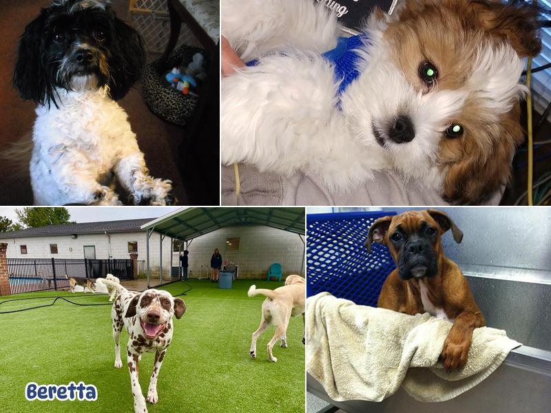 Hanover Your Pet LLC