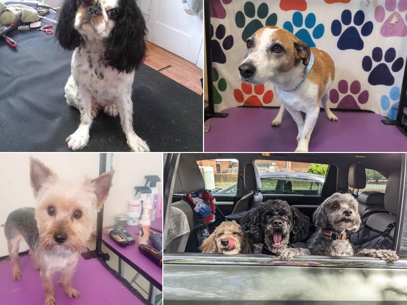 Kathy Marrs Pet Grooming