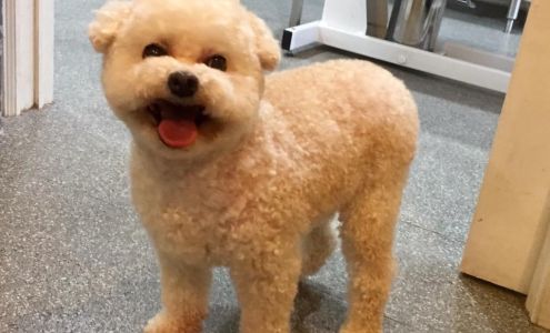 Amanda's Regal Canine 105 W Marshall St, Middleburg Virginia 20117