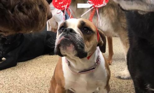 Fur'st Choice Doggie Daycare