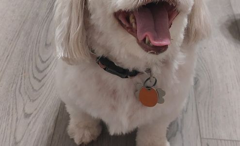 The Family Dog Grooming 7831 Green Bay Rd, Rice Virginia 23966