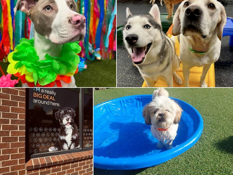 Dogtopia of Chesterfield