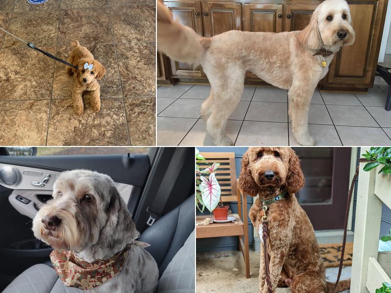 Blue Ribbon Pet Styling