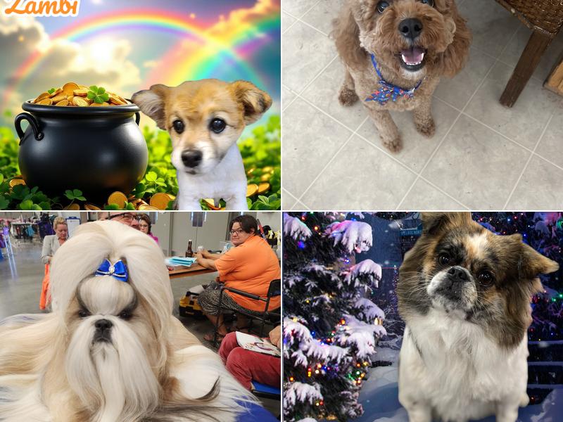 Wash & Wag of Culpeper