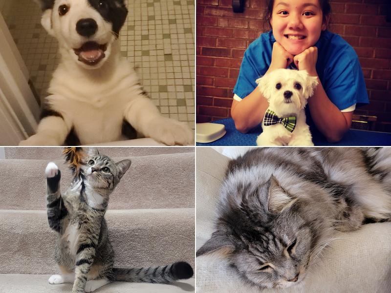 Pet Sitting 4 Comfort (PS4C), LLC