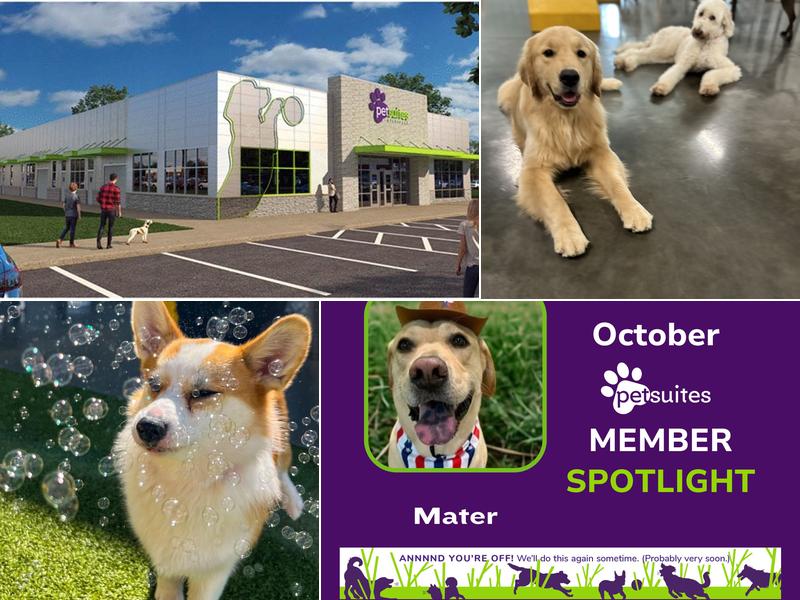 PetSuites Newport News