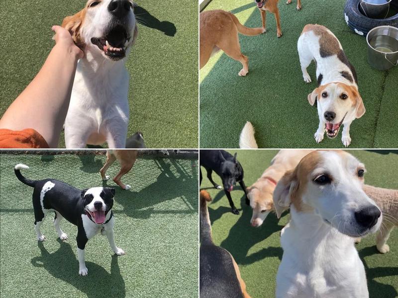 Happy Camper Pet Lodge