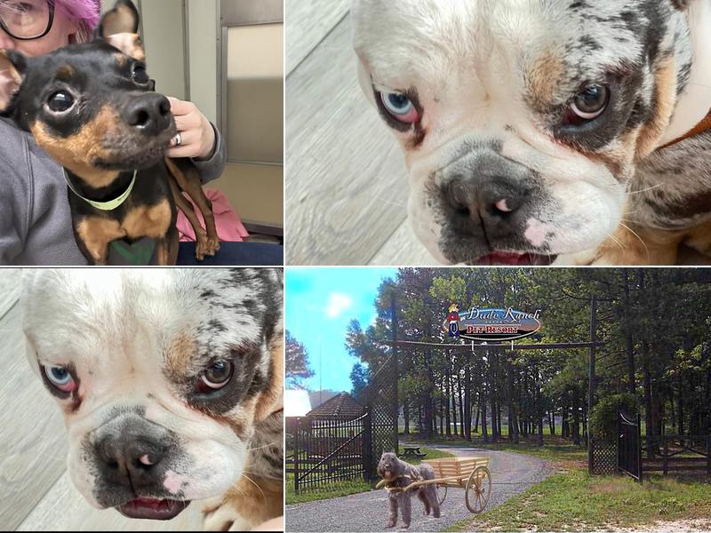 Dude Ranch Pet Resort