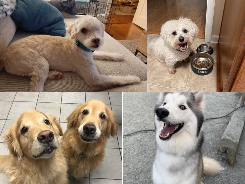 Four Paws Pet Resort