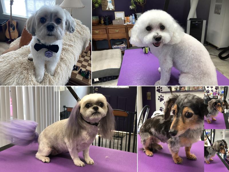 Passionate Paws LLC.