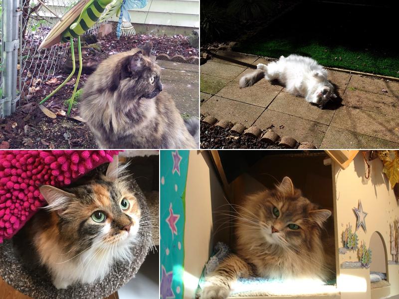 Snuggles Inn Kitty Hotel