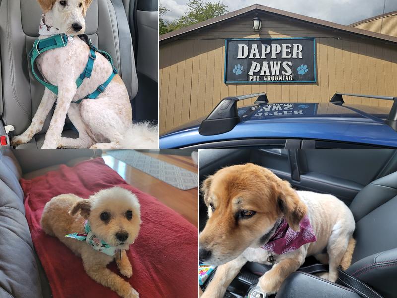 Dapper Paws pet grooming salon