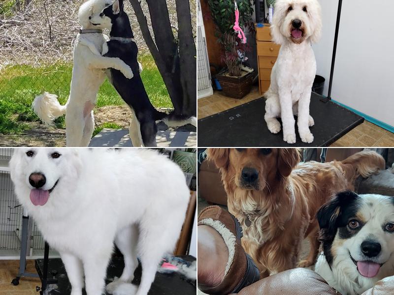 Haney’s Hound House