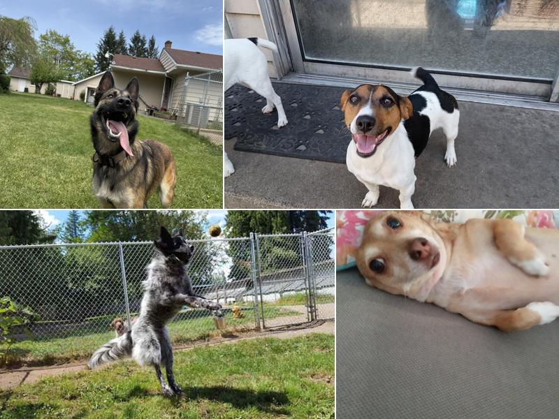 McKenna Kennels Pet Resort