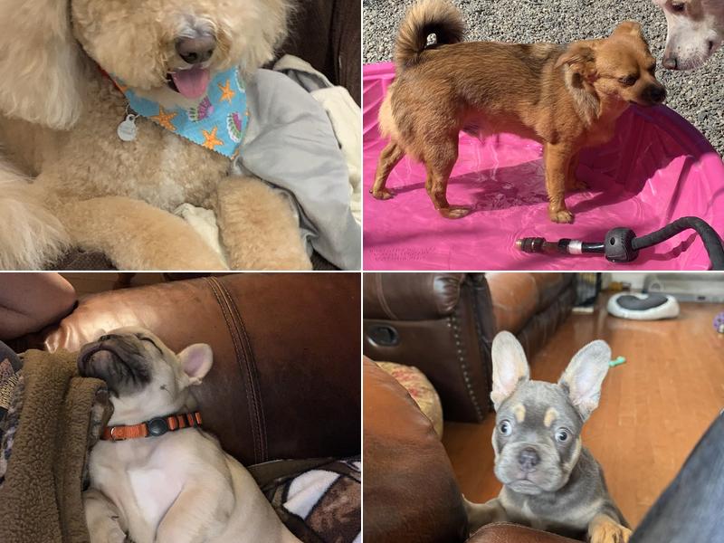 Kelly's Upscale Puppy