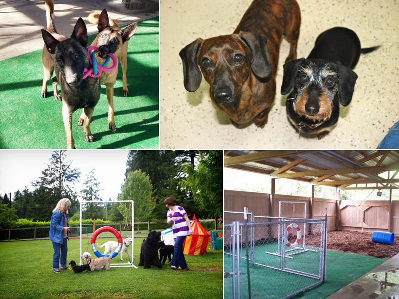 Myownly Boarding Kennel