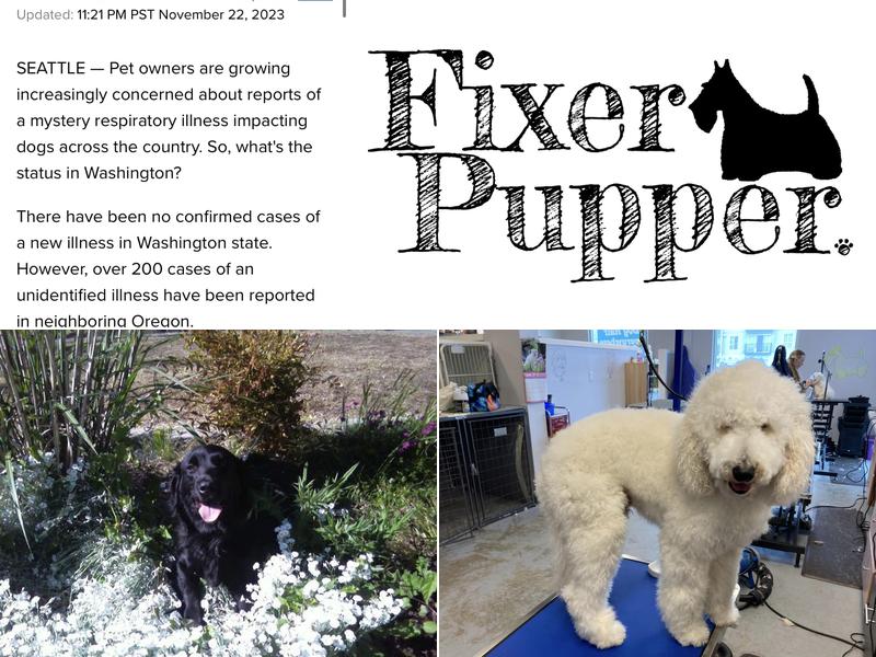 Fixer Pupper