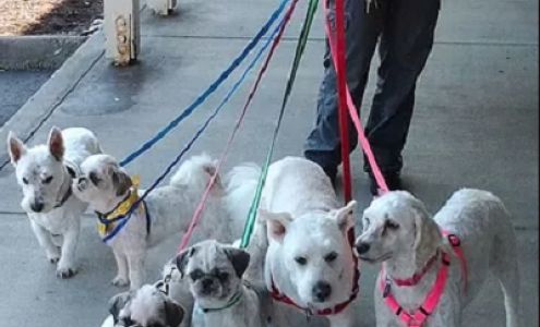 Dog Hair Everywhere Pet Grooming 1237 A St NE, Auburn Washington 98002