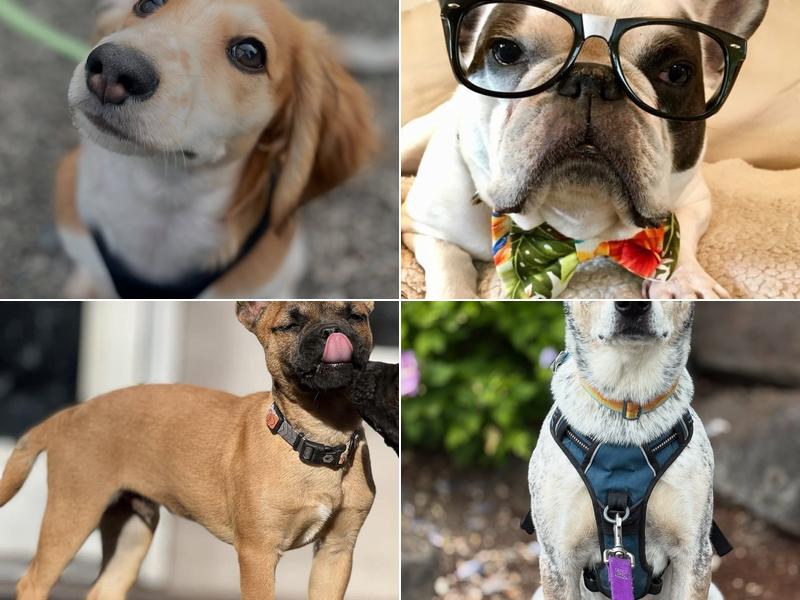 Seattle Canine Solutions