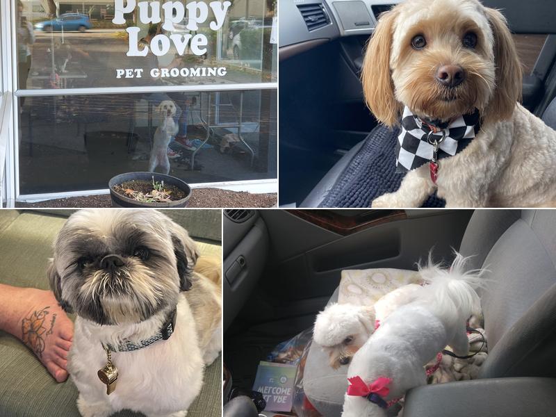 Puppy Love Dog Grooming