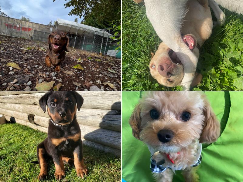 Argos Pet Ranch: Boarding | Daycare | Training