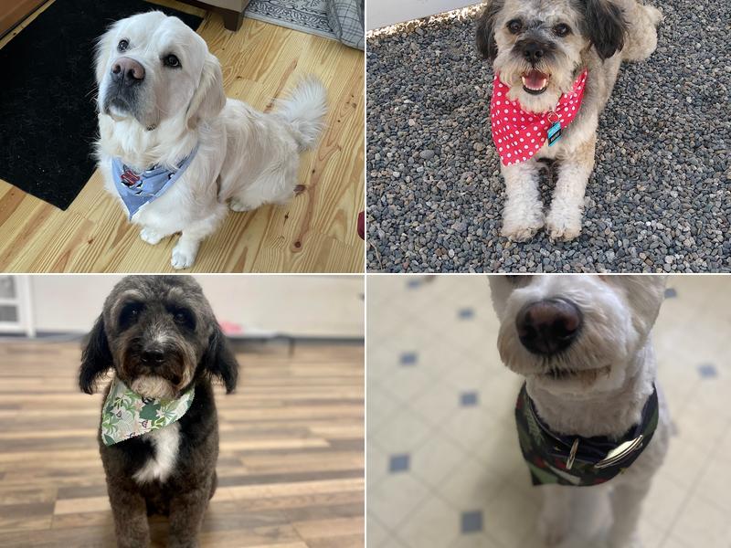 Happy Paws Dog Grooming