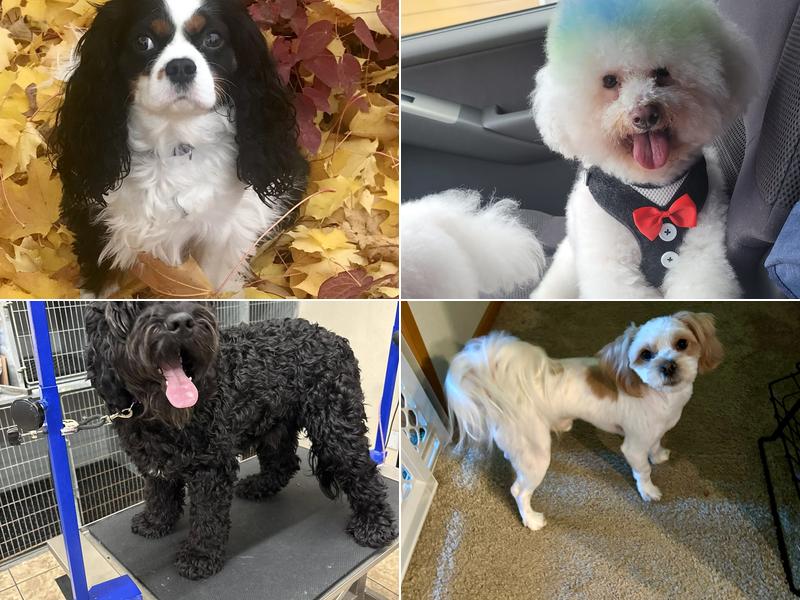 Doggone Salon At Lake Tapps