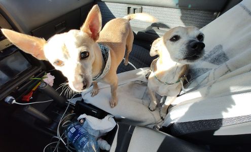 Pooch Parlor 303 W 5th Ave, Colville Washington 99114