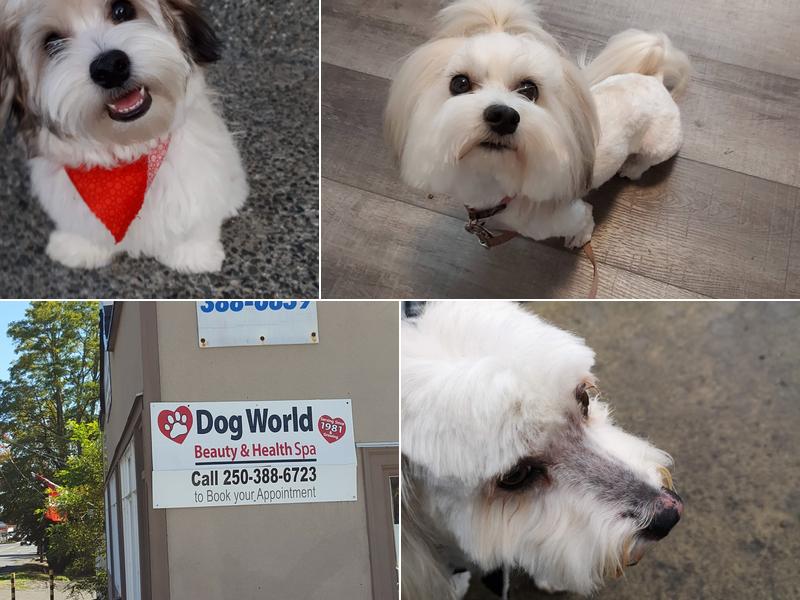 Dog World Beauty Shop