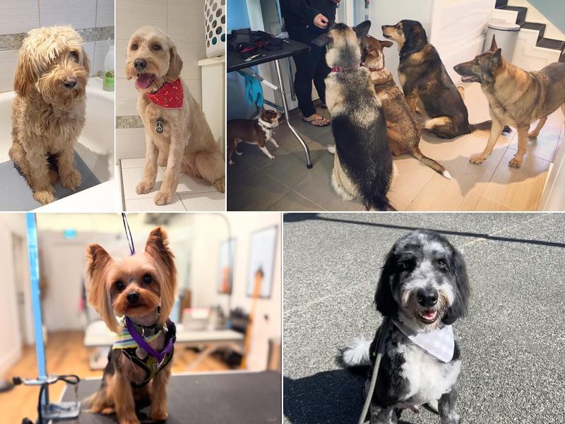 Tidy Tails Dog Grooming