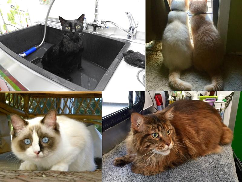 West Coast Sassy Cats