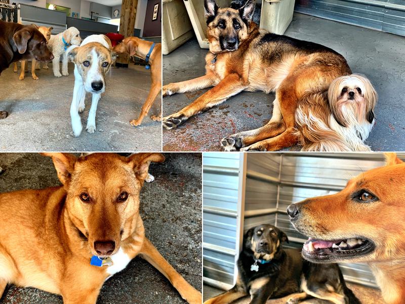 Top Dog Daycare & Spa