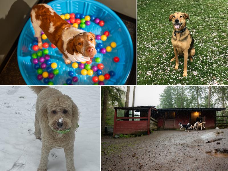 Ruffin It Dog Day Camp