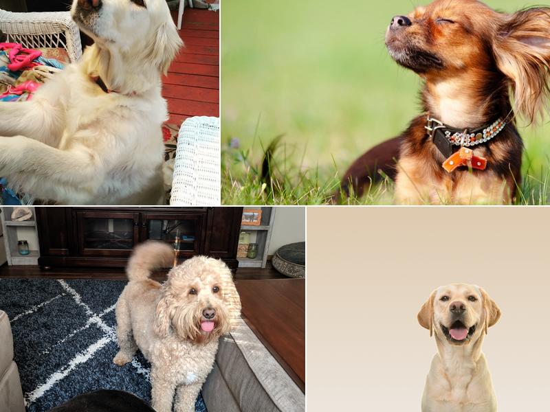 Calming Nature Pet Grooming, LLC