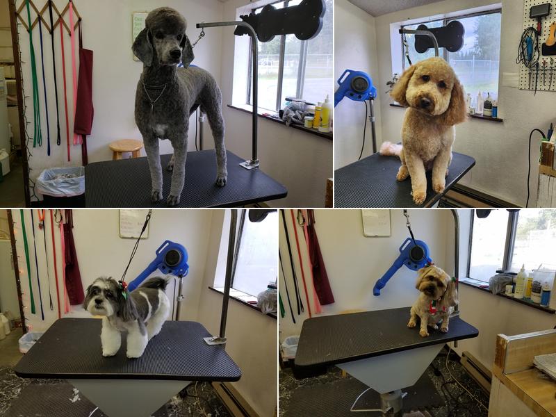 Four Paws Pet Grooming