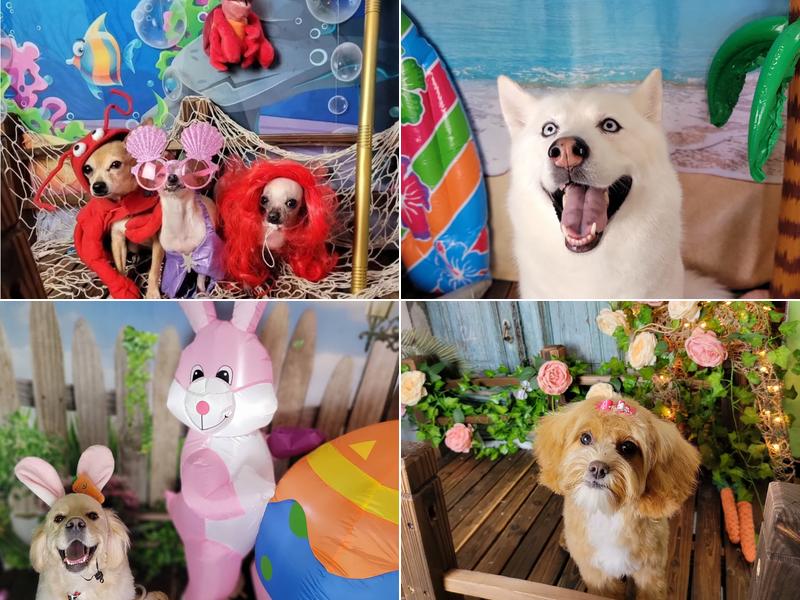 Olive my grooming to you! (NON-MOBILE)