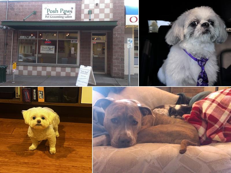 Posh Paws Grooming Salon