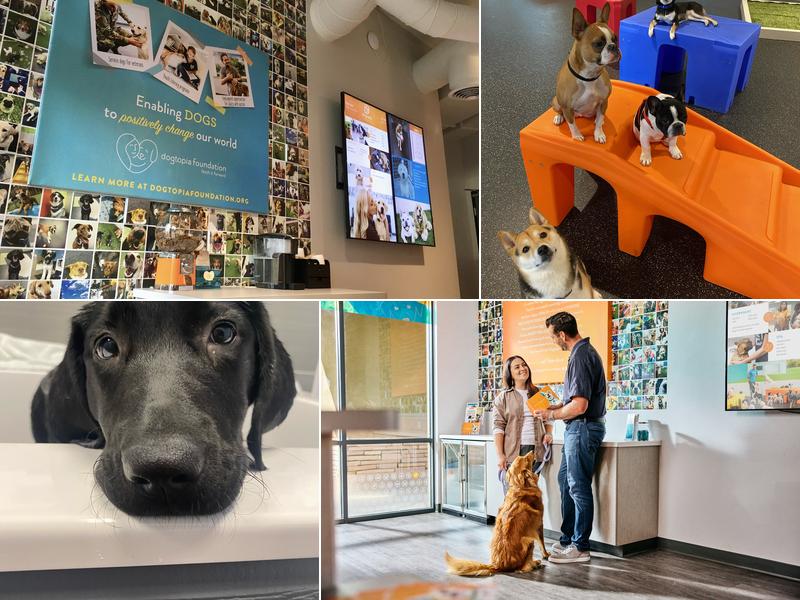 Dogtopia of Harbor Steps