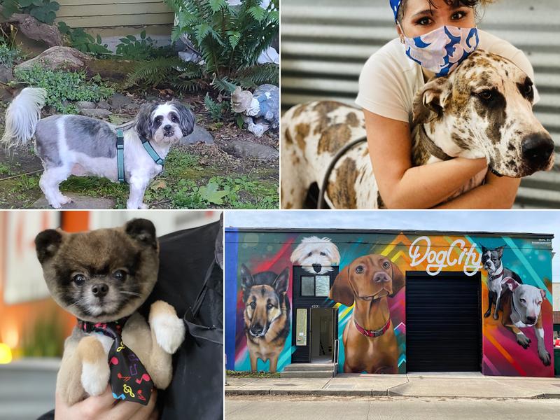 DogCity West Seattle