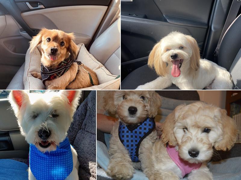 Designer Dog Grooming