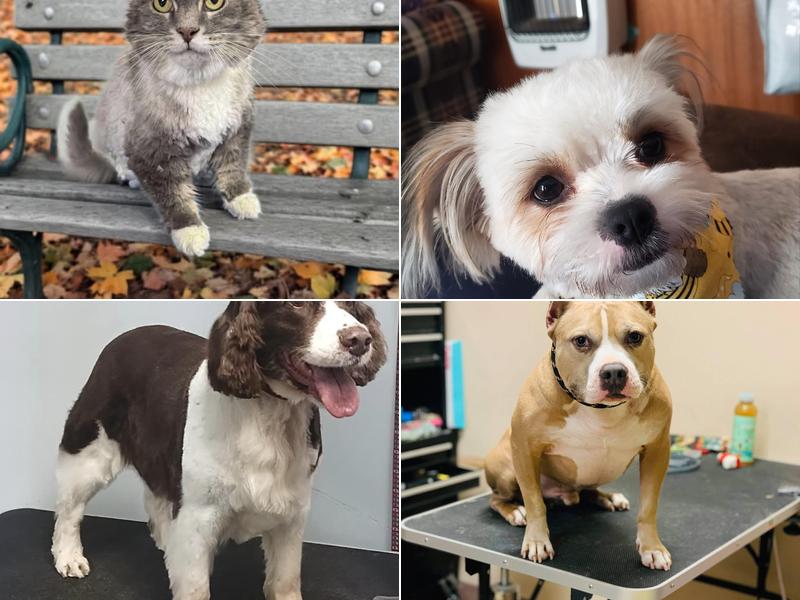 Out Of The Way Pet Grooming