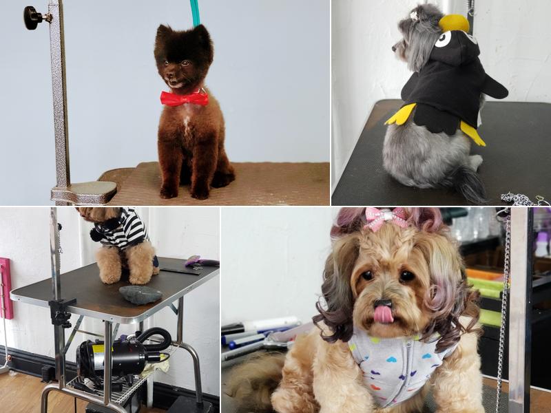 Beauty N All Paw Prints