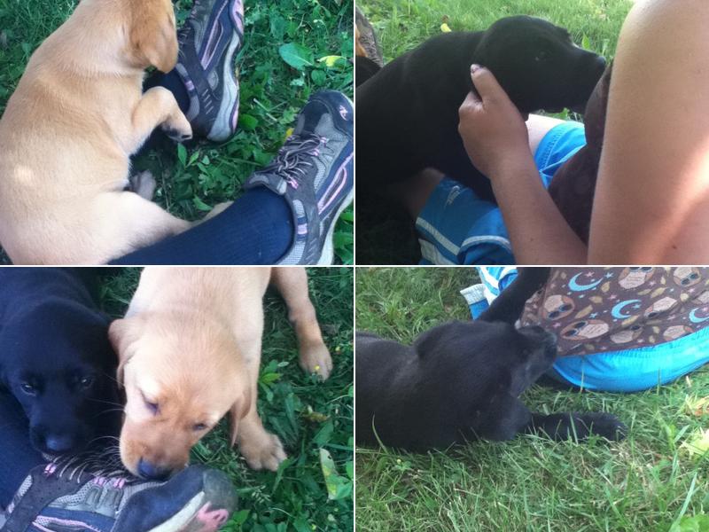 Butler Creek Kennels