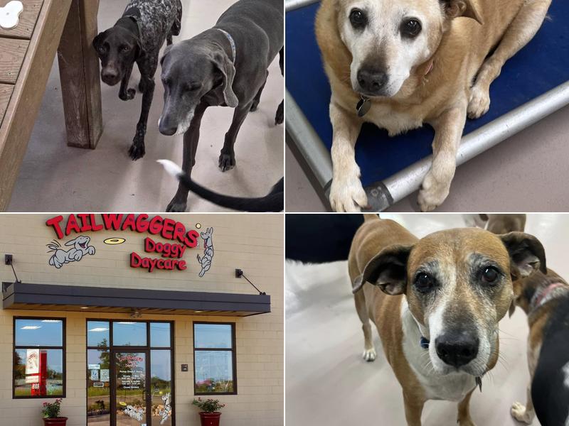 Tailwaggers Doggy Daycare