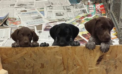 Spring Valley Kennel 10954 Blackhawk Dr, Blue Mounds Wisconsin 53517