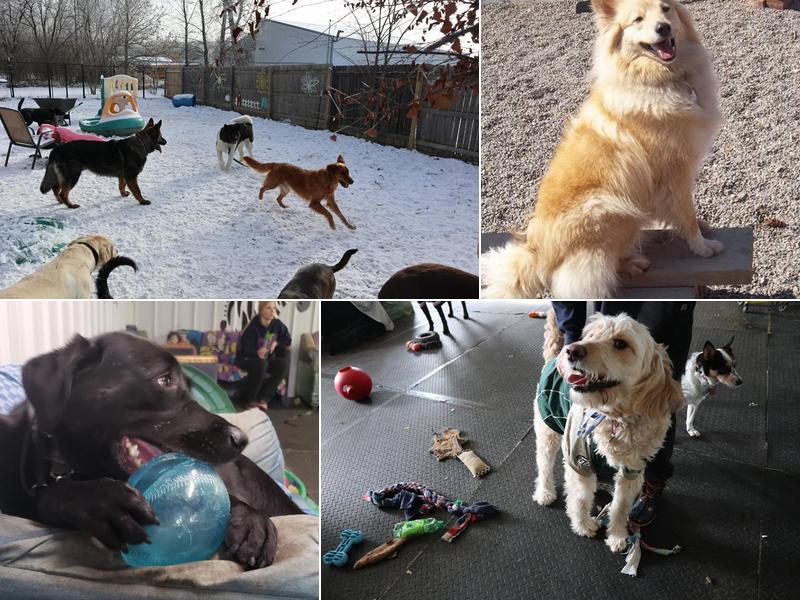 Waggin' Tails Doggie Daycare