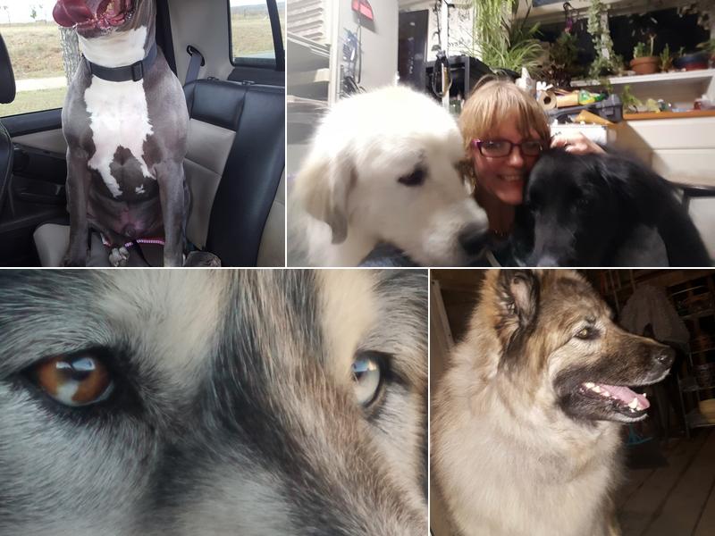 Fluffy Puppy Dog & Cat Grooming