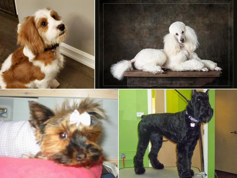 Pawsitively Purrfect Pet Spa