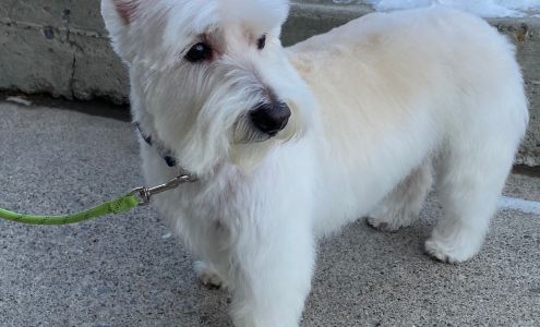 Shampooch Grooming Ltd. - Acadia